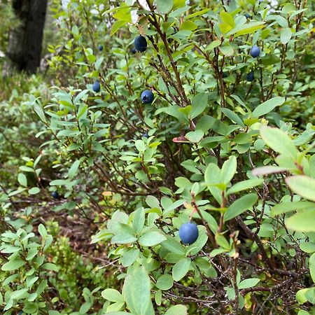 ØyuvstadHygge Pa Fjellet别墅 外观 照片