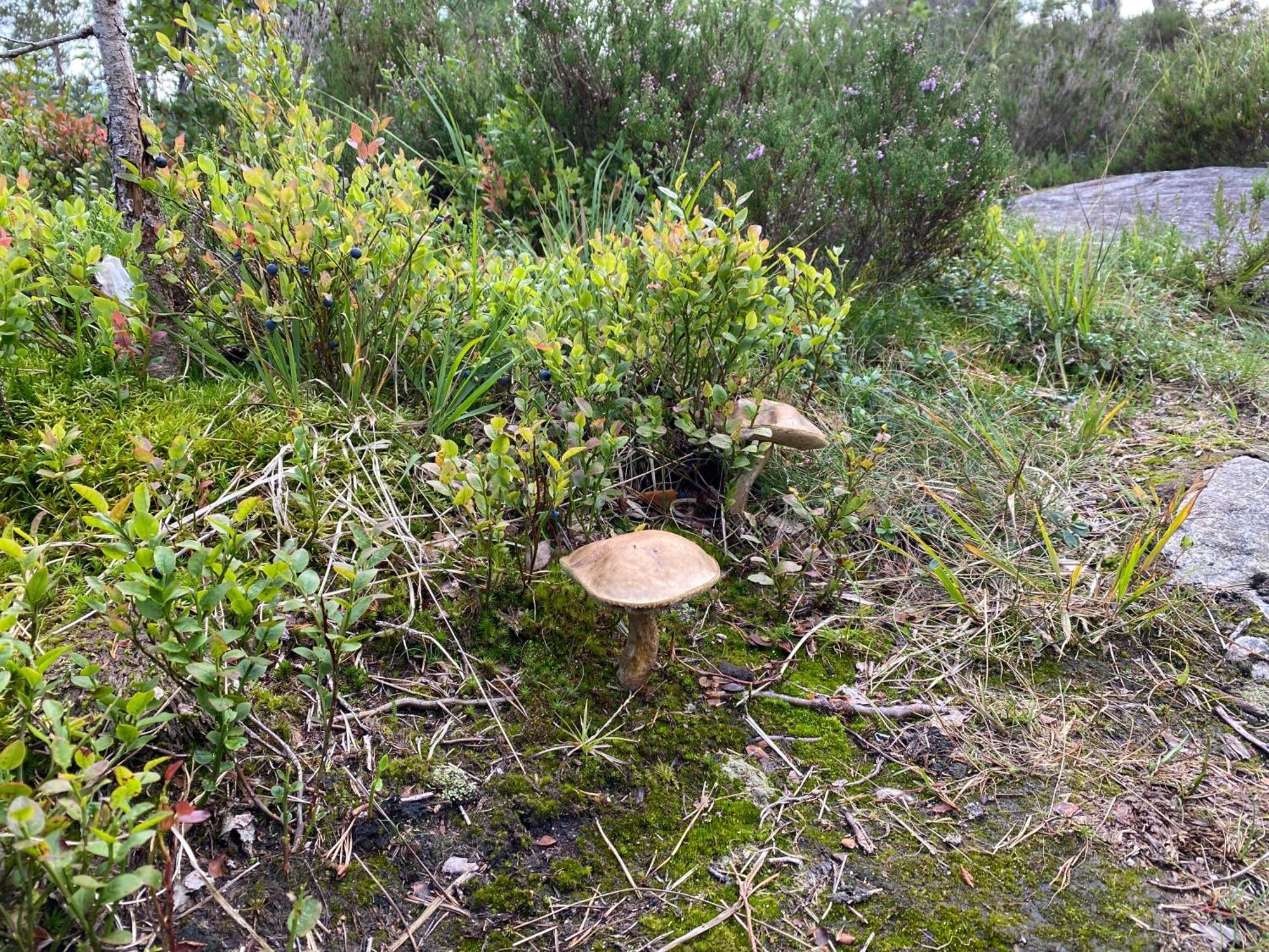 ØyuvstadHygge Pa Fjellet别墅 外观 照片